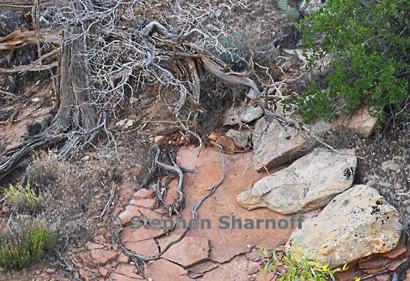 rock and branches canyon ancients graphic
